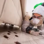 Pest Control in Aurora