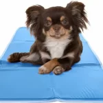 Elevate Your Pet’s Comfort with Premium Dog Beds