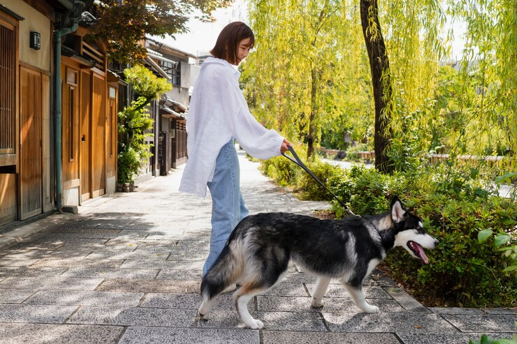 dog walkers prices in new orleans