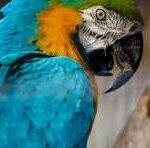 macaws for sale in dallas