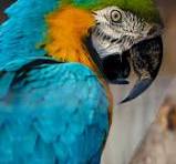 macaws for sale in dallas