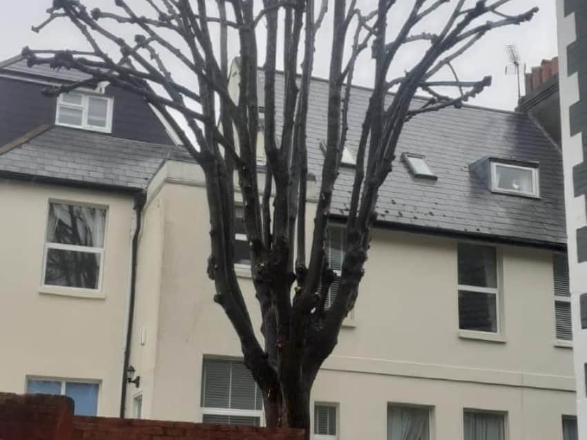 Hedge Trimming