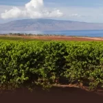 Discover the Essence of Authentic Kona Coffee at Buddha’s Cup