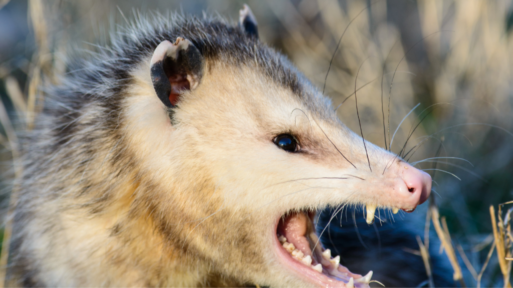 Using a Net Gun for Animal Capture: Ensuring Humane and Effective Methods