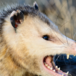 Using a Net Gun for Animal Capture: Ensuring Humane and Effective Methods