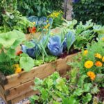 Best Gardening For Beginners