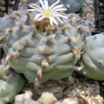 Buy Lophophora Williamsii: Die besten Tipps für den Kauf des Peyote-Kaktus