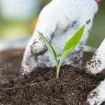 Die beste Florganics Alternative: Living Soil für gesunde Pflanzen und höhere Erträge