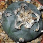 Buy Peyote: Tipps und Empfehlungen für den sicheren Erwerb von Peyote-Kaktussen