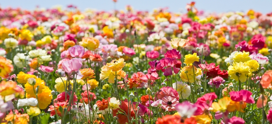 Birthday Party Flowers