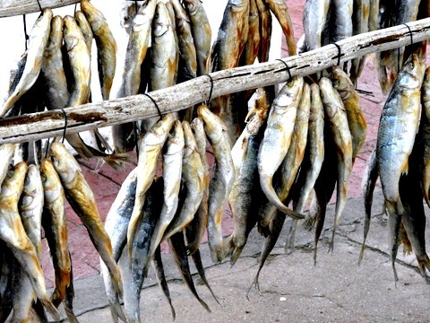 dried-whole-fish