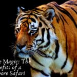 Discover the Magic: The Top Benefits of a Ranthambore Safari