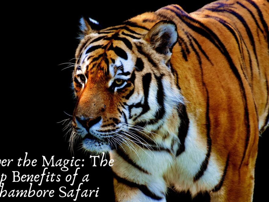 Discover the Magic: The Top Benefits of a Ranthambore Safari