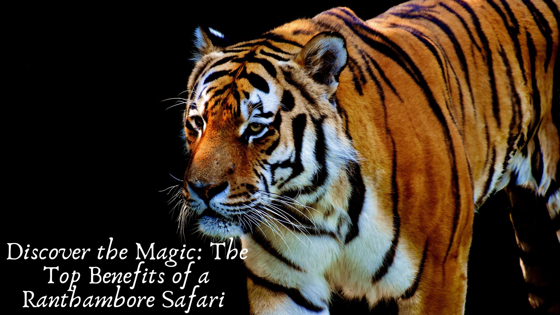 Discover the Magic: The Top Benefits of a Ranthambore Safari