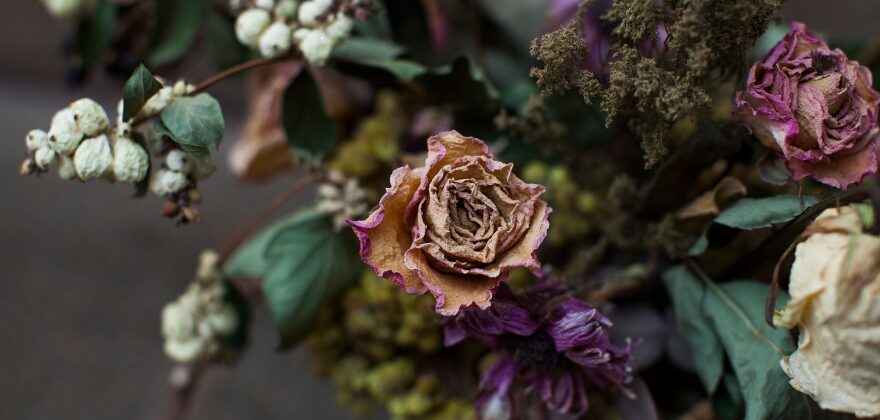 Dried Flowers in Melbourne