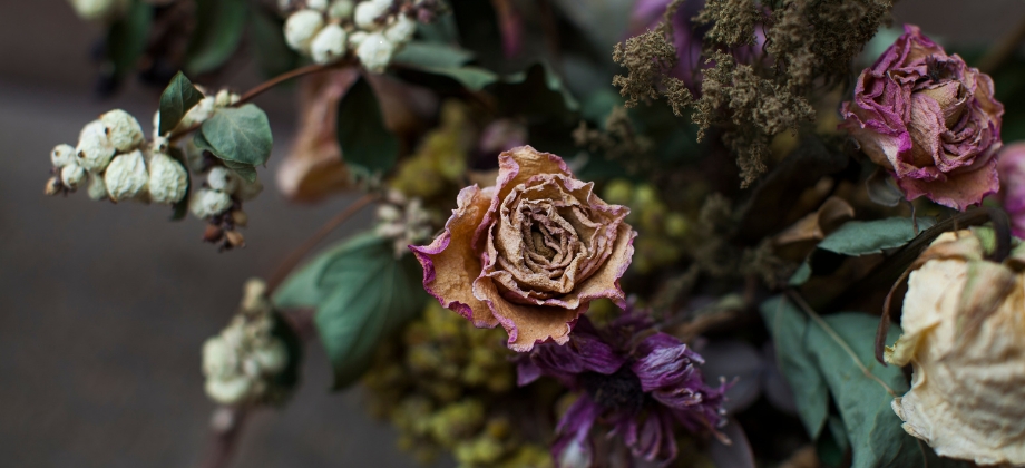 Dried Flowers in Melbourne