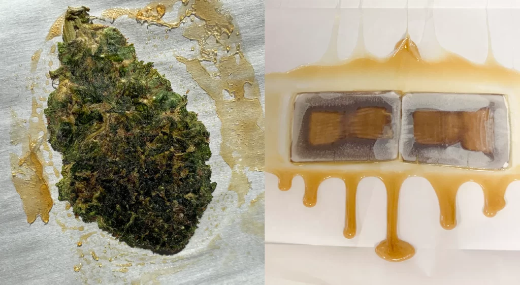 Flower Rosin vs. Hash Rosin: An Enthusiast’s Guide