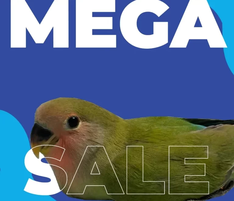 macaw for sale in Dallas