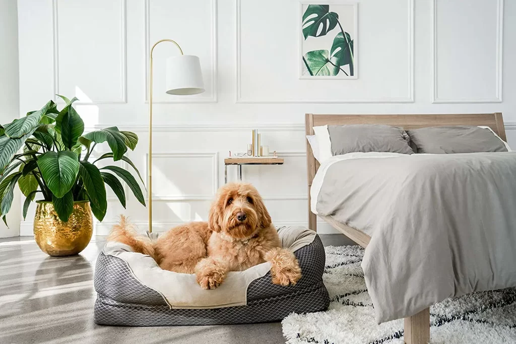 Discovering Sir Archers: Elevate Your Pet’s Comfort with Premium Dog Beds