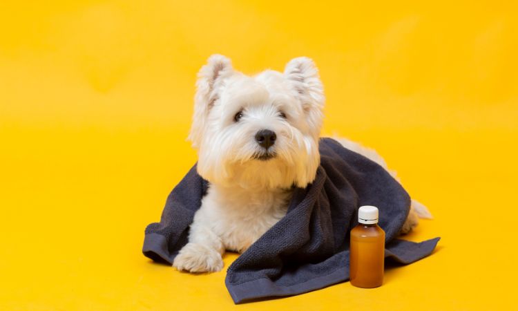 Dog shampoo manufacturer in india