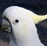 cockatoos for sale in texas