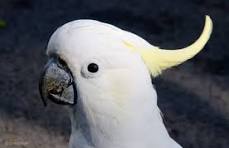 cockatoos for sale in texas