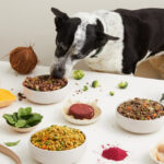 Treat Your Pet Right: Science-Backed, Fresh Pet Food Solutions