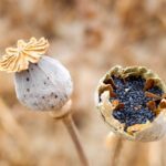 How to Purchase Poppy Pods for Sale in the USA and Canada