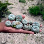 Exploring the Spiritual and Medicinal Benefits of Peyote: Where to Buy