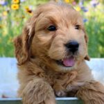 How Can I Find Goldendoodle Puppies for Sale Near Me?