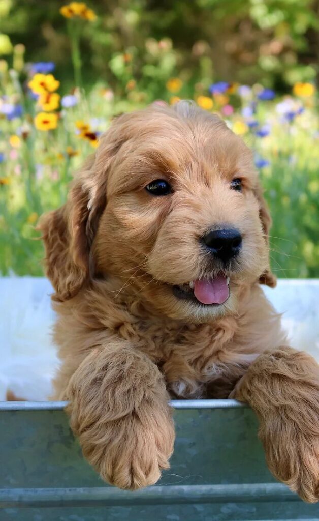 How Can I Find Goldendoodle Puppies for Sale Near Me?