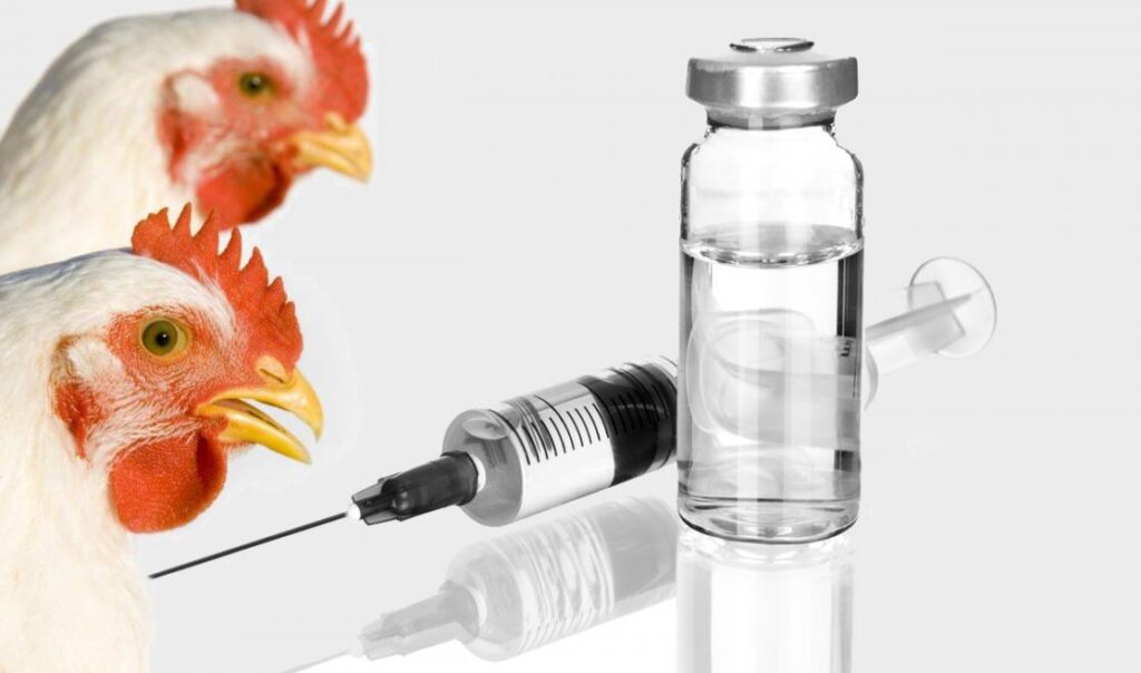 Avian Influenza Vaccines Market Size, Demand | Forecast 2024-2032