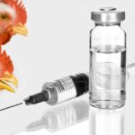 Avian Influenza Vaccines Market Size, Demand | Forecast 2024-2032