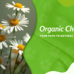 Organic chamomile flower