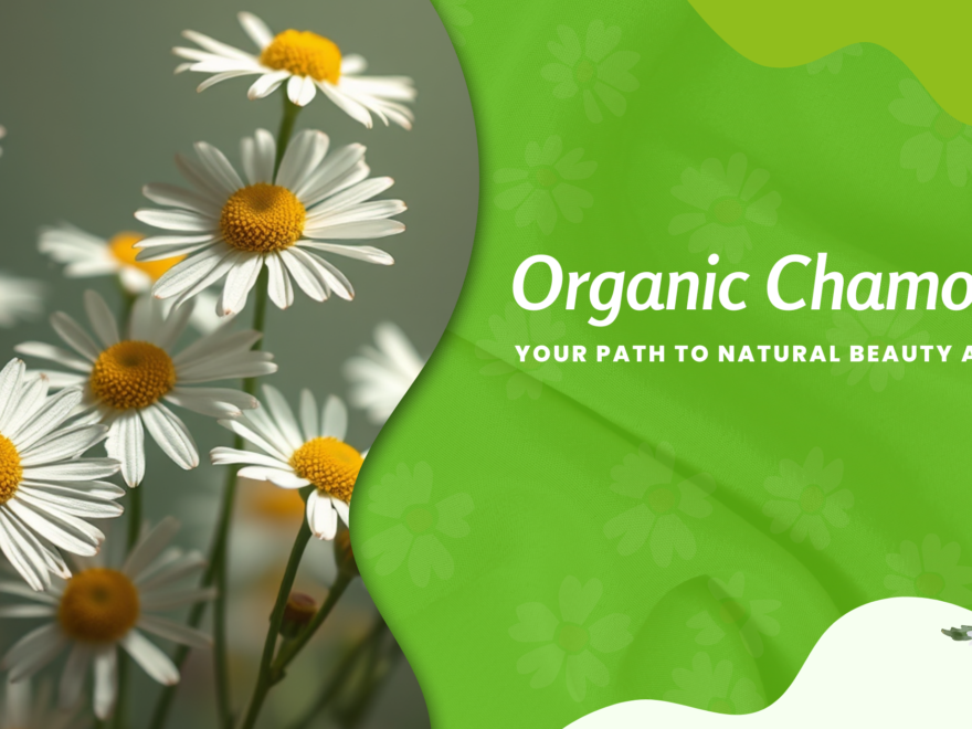 Organic chamomile flower