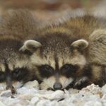 raccoon removal houston