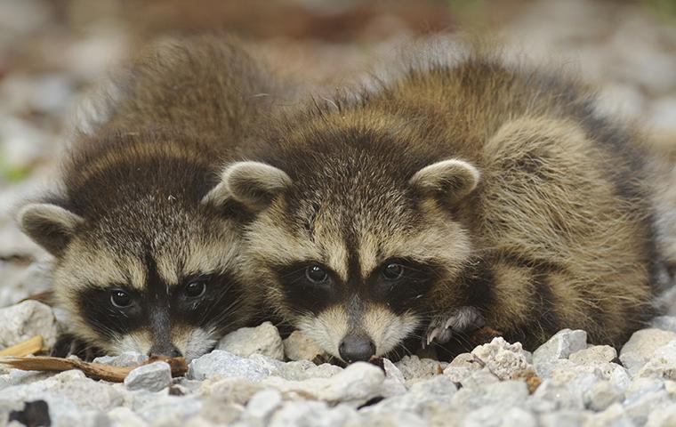 raccoon removal houston