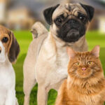 Top Veterinary PCD Pharma Company In India