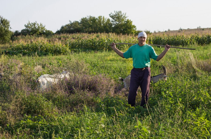 The Impact of Regular Field Mowing on Farm Health