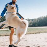 How to Train Dogs for Vets in Dallas: A Comprehensive Guide