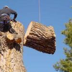 A Comprehensive Guide to Safe and Effective Practices for Tree Removal.