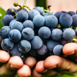 Shiraz Grapes: Premium Quality for Exceptional Wines