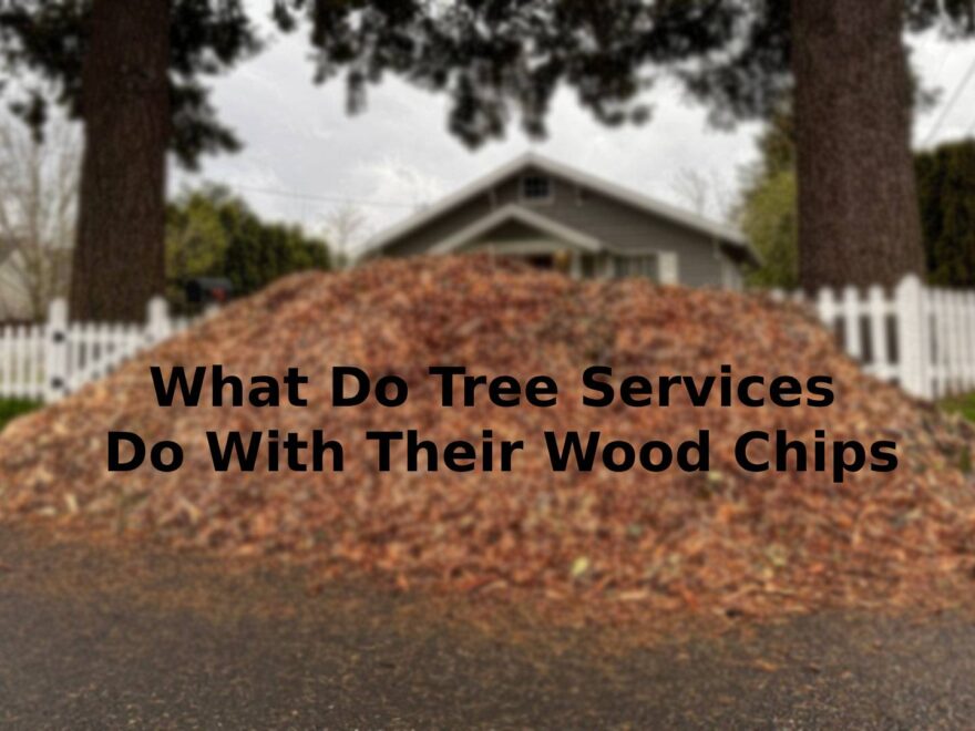 Tree Services