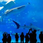 Visit Dubai Mall Aquarium