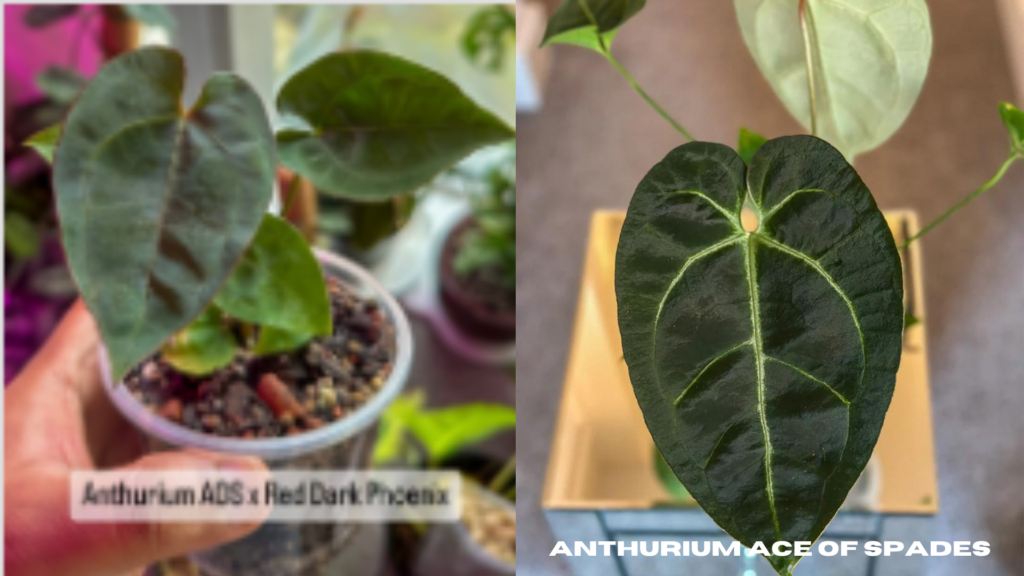 Anthurium ace of spades