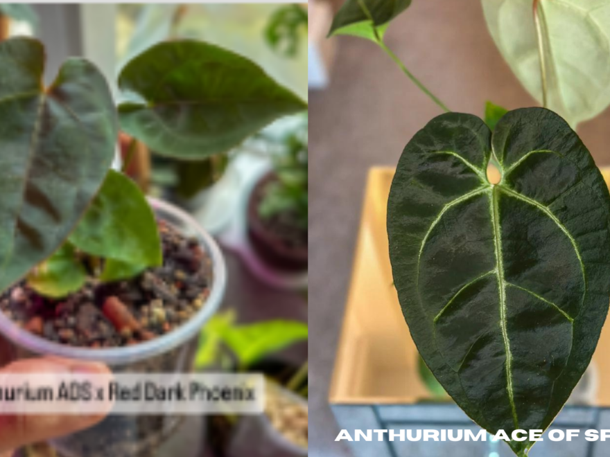 Anthurium ace of spades