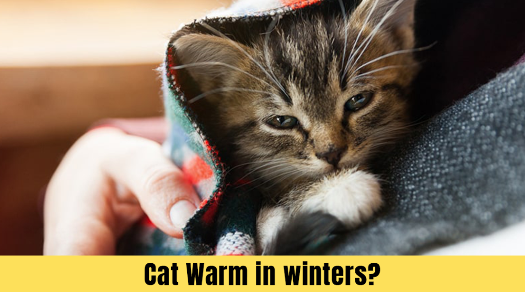 Cat Warm in winters?