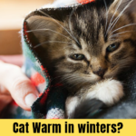 Cat Warm in winters?