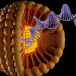 Encapsulation of the DNA within liposomes would be useful for practical gene therapy