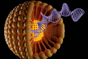 Encapsulation of the DNA within liposomes would be useful for practical gene therapy